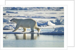 Polar Bear, Svalbard, Norway by Anonymous