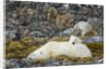 Polar Bear, Svalbard, Norway by Anonymous