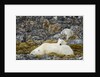 Polar Bear, Svalbard, Norway by Anonymous