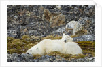 Polar Bear, Svalbard, Norway by Anonymous