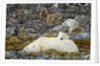 Polar Bear, Svalbard, Norway by Anonymous