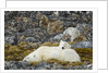 Polar Bear, Svalbard, Norway by Anonymous