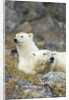 Polar Bear, Svalbard, Norway by Anonymous