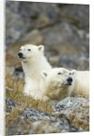 Polar Bear, Svalbard, Norway by Anonymous