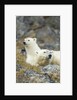 Polar Bear, Svalbard, Norway by Anonymous