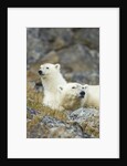 Polar Bear, Svalbard, Norway by Anonymous