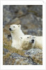 Polar Bear, Svalbard, Norway by Anonymous