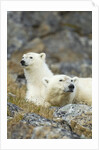 Polar Bear, Svalbard, Norway by Anonymous