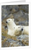 Polar Bear, Svalbard, Norway by Anonymous