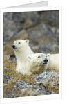 Polar Bear, Svalbard, Norway by Anonymous
