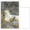 Polar Bear, Svalbard, Norway by Anonymous