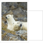 Polar Bear, Svalbard, Norway by Anonymous