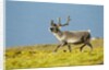 Reindeer, Svalbard, Norway by Anonymous