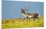 Reindeer, Svalbard, Norway by Anonymous