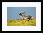 Reindeer, Svalbard, Norway by Anonymous