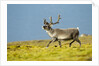 Reindeer, Svalbard, Norway by Anonymous