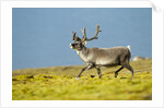 Reindeer, Svalbard, Norway by Anonymous