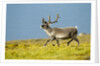 Reindeer, Svalbard, Norway by Anonymous