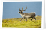 Reindeer, Svalbard, Norway by Anonymous