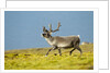 Reindeer, Svalbard, Norway by Anonymous