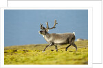 Reindeer, Svalbard, Norway by Anonymous