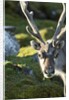 Reindeer, Svalbard, Norway by Anonymous
