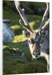 Reindeer, Svalbard, Norway by Anonymous