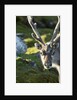 Reindeer, Svalbard, Norway by Anonymous