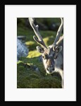 Reindeer, Svalbard, Norway by Anonymous