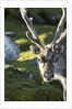 Reindeer, Svalbard, Norway by Anonymous