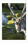 Reindeer, Svalbard, Norway by Anonymous