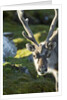Reindeer, Svalbard, Norway by Anonymous