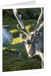 Reindeer, Svalbard, Norway by Anonymous