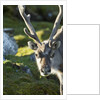 Reindeer, Svalbard, Norway by Anonymous