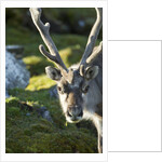 Reindeer, Svalbard, Norway by Anonymous