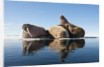 Walrus, Svalbard, Norway by Anonymous