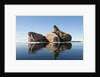 Walrus, Svalbard, Norway by Anonymous