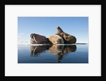 Walrus, Svalbard, Norway by Anonymous