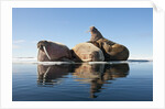 Walrus, Svalbard, Norway by Anonymous