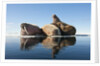 Walrus, Svalbard, Norway by Anonymous