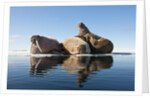 Walrus, Svalbard, Norway by Anonymous