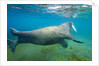Walrus, Svalbard, Norway by Anonymous