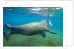 Walrus, Svalbard, Norway by Anonymous