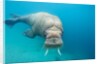 Walrus, Svalbard, Norway by Anonymous