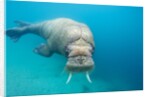 Walrus, Svalbard, Norway by Anonymous