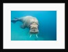 Walrus, Svalbard, Norway by Anonymous