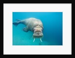 Walrus, Svalbard, Norway by Anonymous