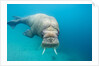 Walrus, Svalbard, Norway by Anonymous