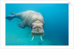 Walrus, Svalbard, Norway by Anonymous
