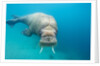 Walrus, Svalbard, Norway by Anonymous